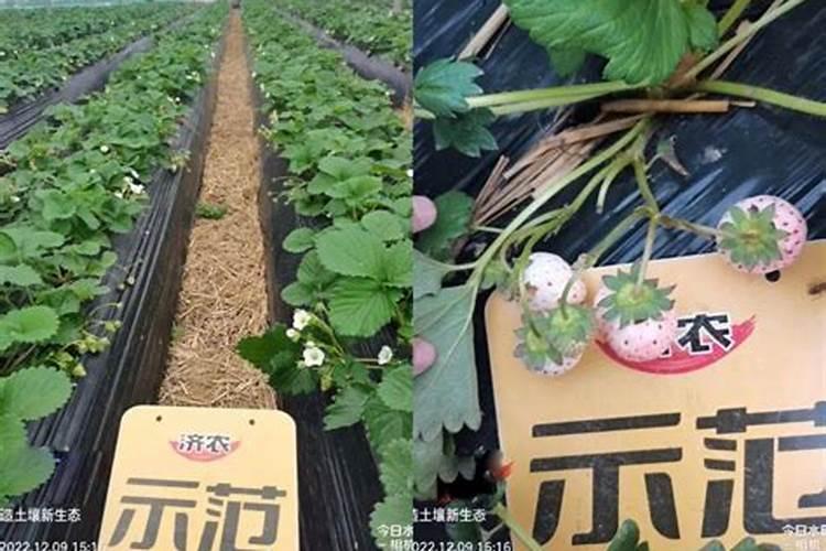 尿能浇草莓吗？