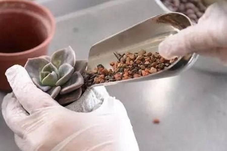 草籽发芽后多久可以施肥