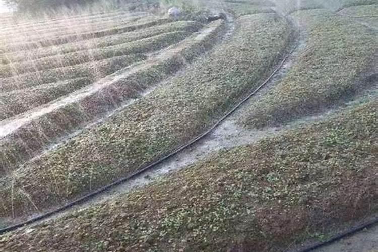 磷酸二氢钾使用方法有哪些