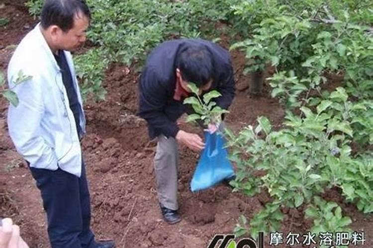 氮磷钾肥哪个牌子好