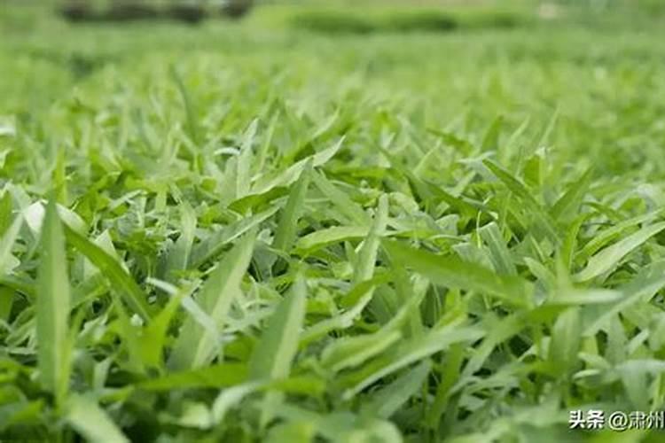 手抖患者日常怎么合理饮食？