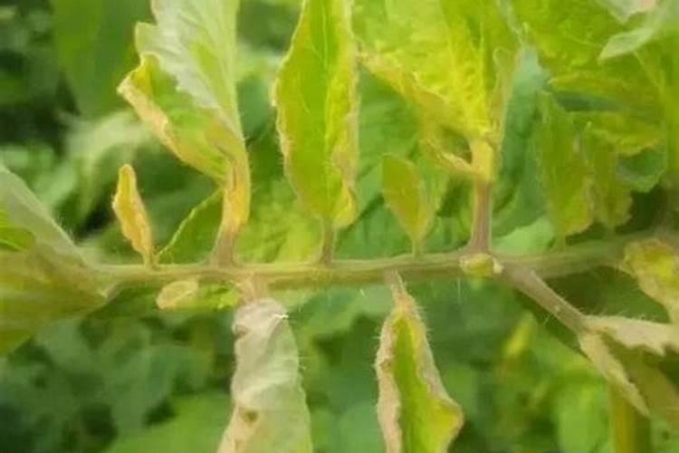 磷肥缺磷症状