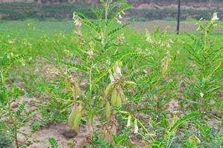 黄芪喜欢什么肥料才高产品质好。