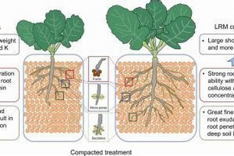 油菜种时用什么底肥最好