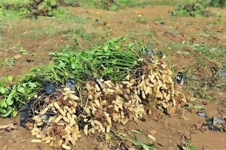 花生喷施硼肥最佳时间 使用注意事项有哪些