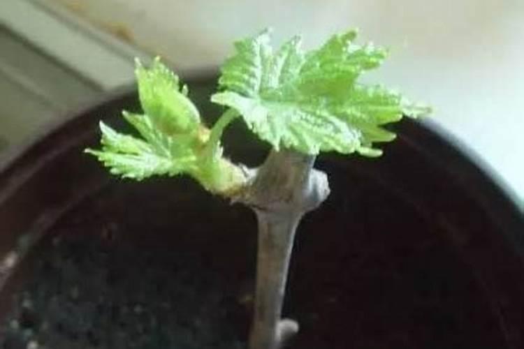 请问老师葡萄怎样施肥