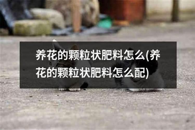 大型刺梅盆景(刺梅的栽培)