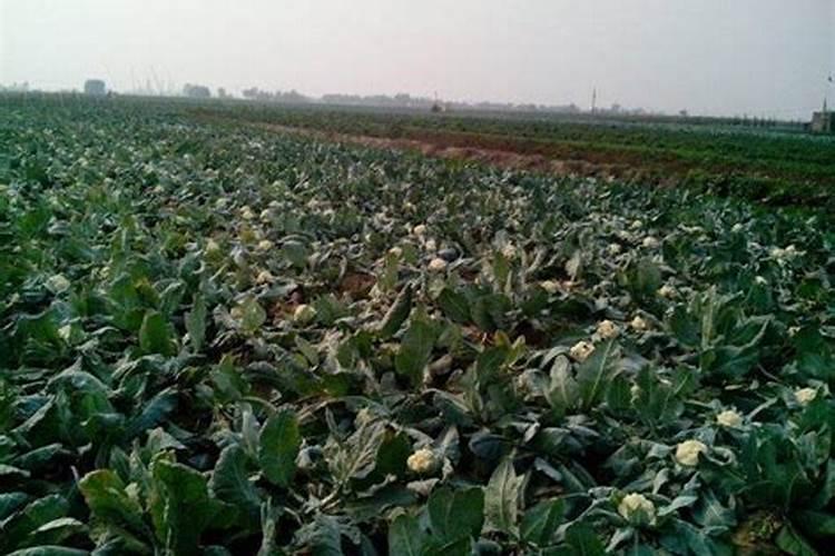 种柑橘用什么肥料最好