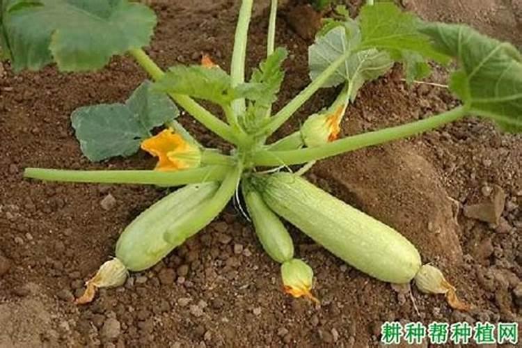西葫芦结尖嘴瓜什么原因打什么药
