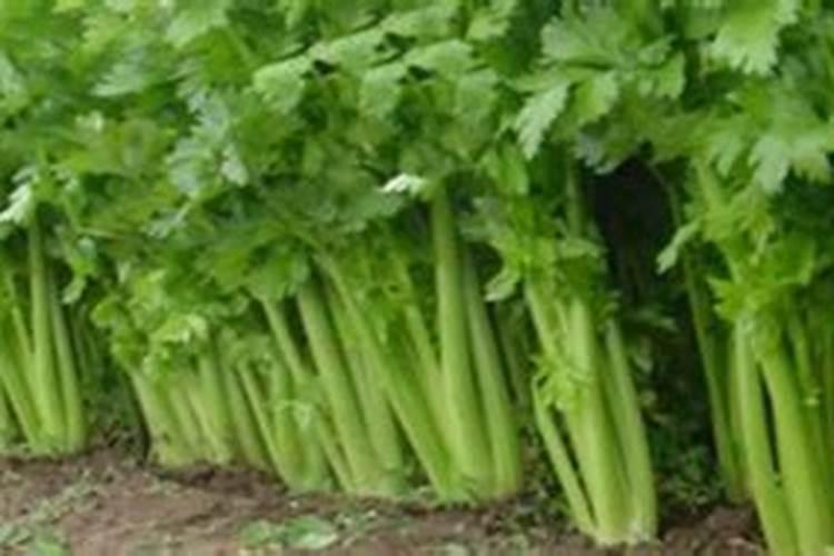 茉莉花怎么施肥