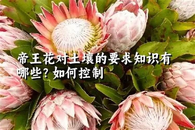 送男朋友花束图片大全