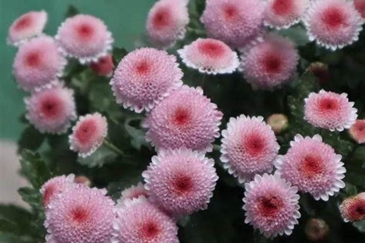 水仙花的知识。急急急!!! !!