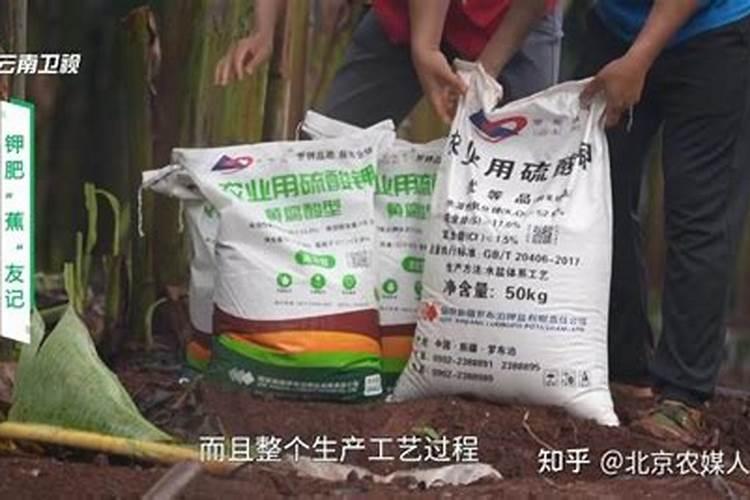 香蕉多久施一次肥 施什么肥长得快