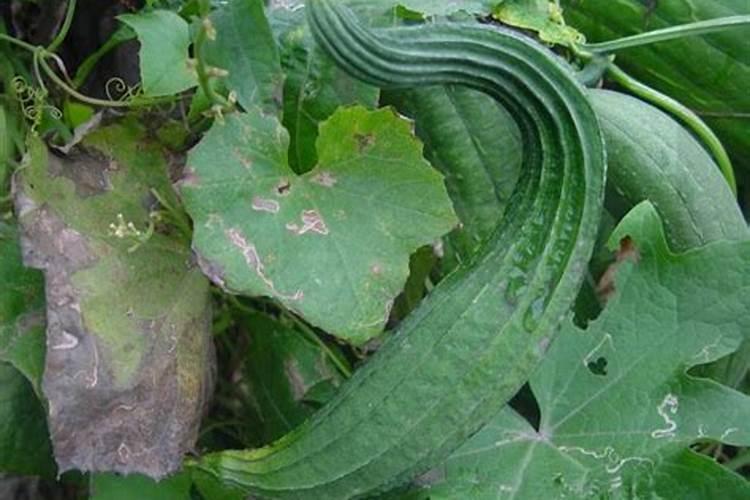 丝瓜进行打尖的恰当方式是怎样的