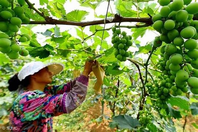 葡萄硬核期该怎么管理？