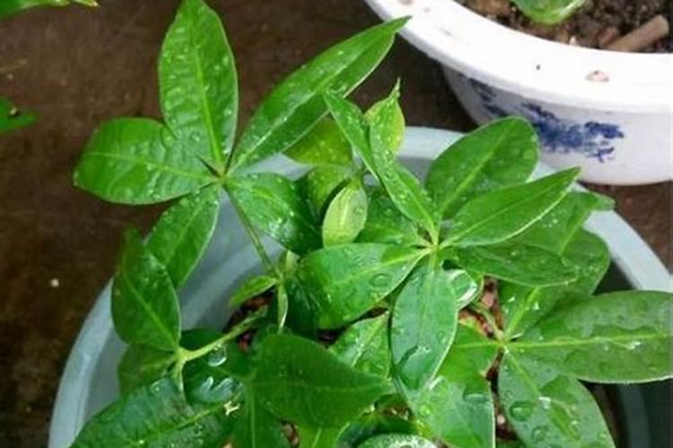 高锰酸钾除了消毒外可以做钾肥吗？？懂行的指点