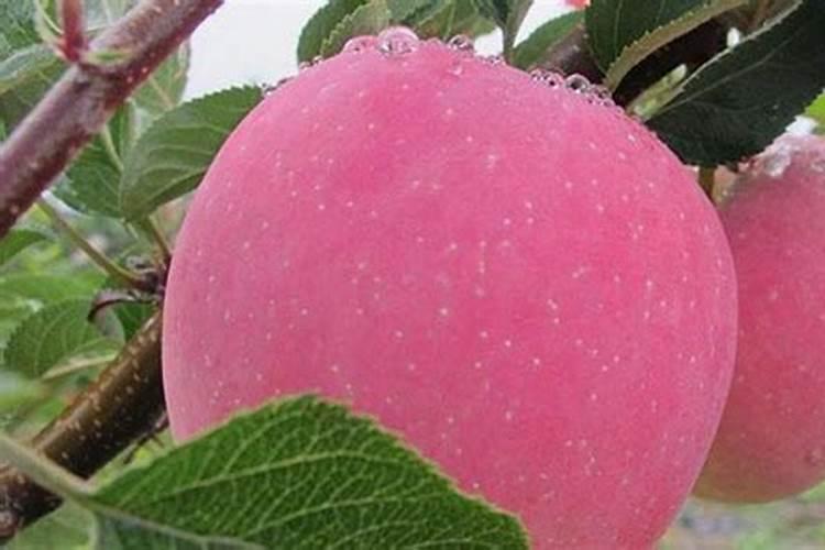 苹果树追肥用什么肥料