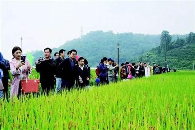 硅肥在大棚葡萄上什么时间用最好？