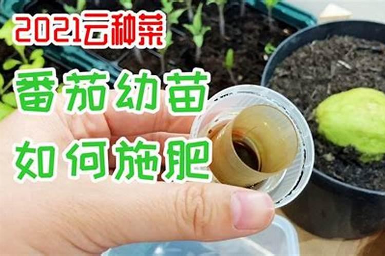 钾肥虽好用量须控制 君子兰怎么施钾肥