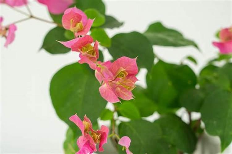 三角梅开花期间叶子发黄掉落怎么办
