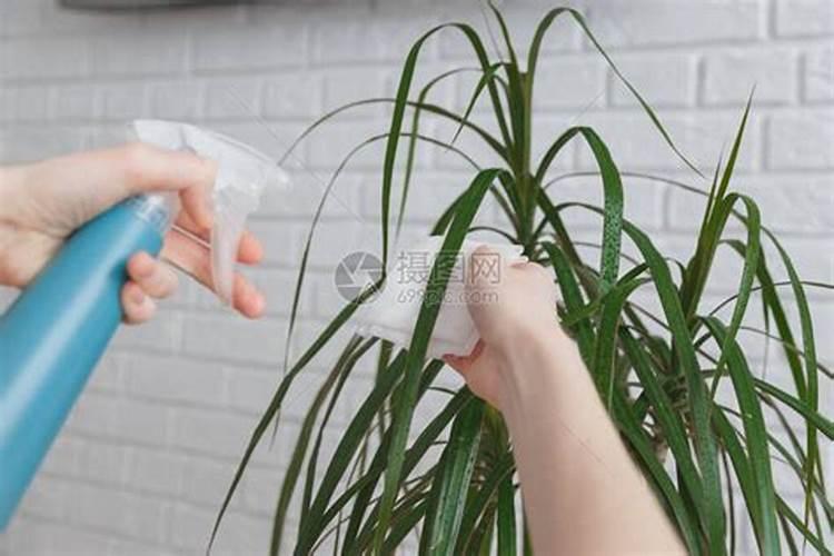 黄豆水属于磷肥还是氮肥