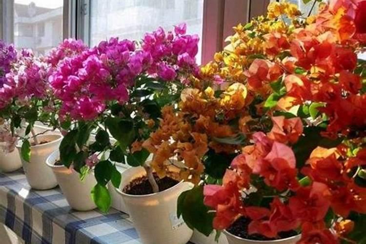 四季菊花花败后怎么办,剪掉花枝后再浇水添肥
