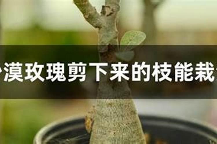 四季菊花花败后怎么办,剪掉花枝后再浇水添肥