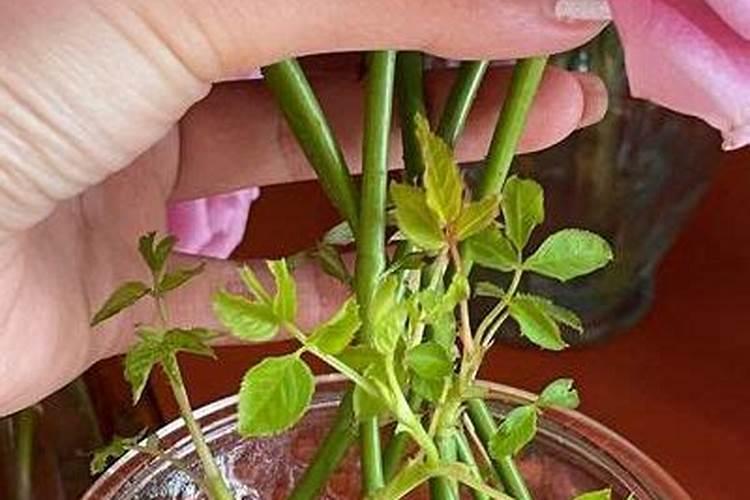 把花枝剪下怎么种植