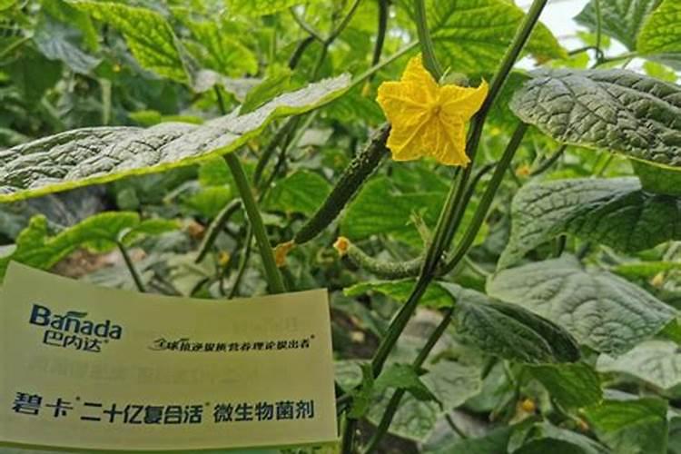 大棚肥料厂家排行