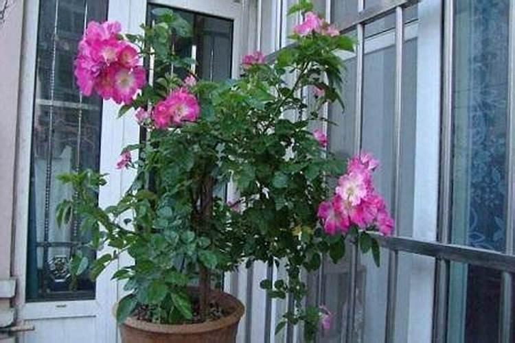 栀子花正在开花的时候能施肥吗