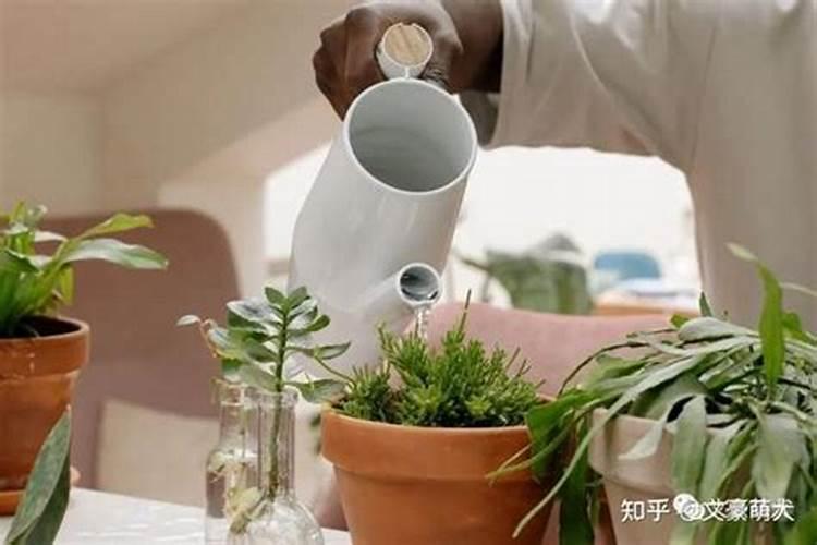 栀子花可以用复合肥吗