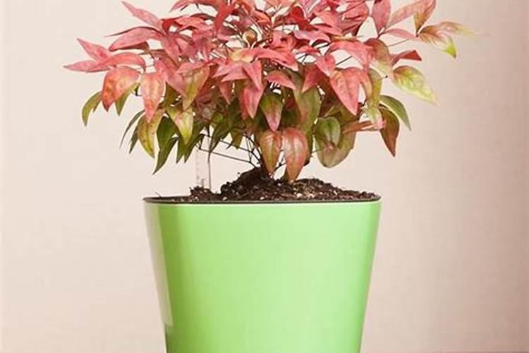 栀子花可以浇复合肥吗