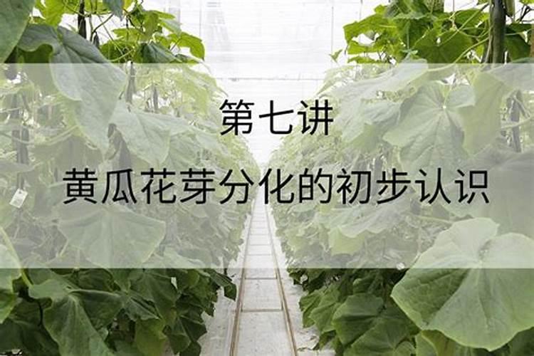 黄瓜追肥用什么肥料好