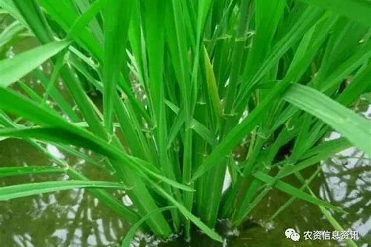 水稻肥料最佳配比,附使用注意事项