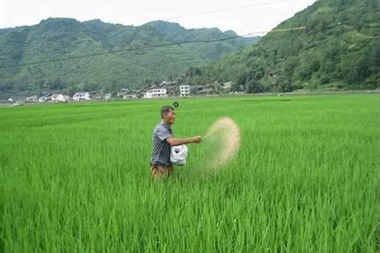 黄瓜冲钙肥能提高产量吗