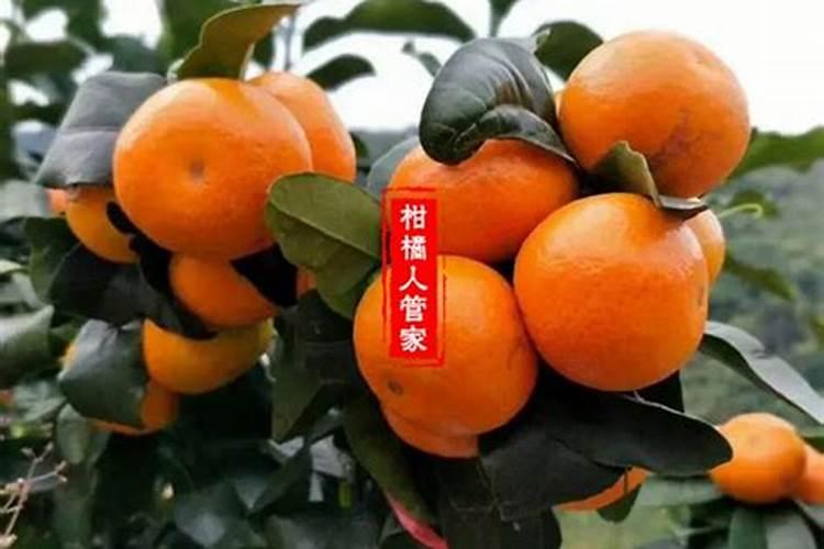 沃柑全年施肥时间表