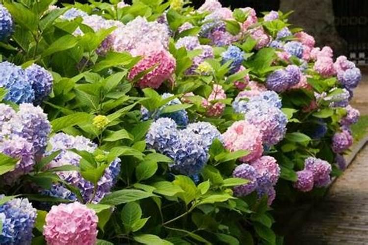 绣球花是长江流域出名观赏植物,别称八仙花、粉团花、绣球花怎么养殖才好...