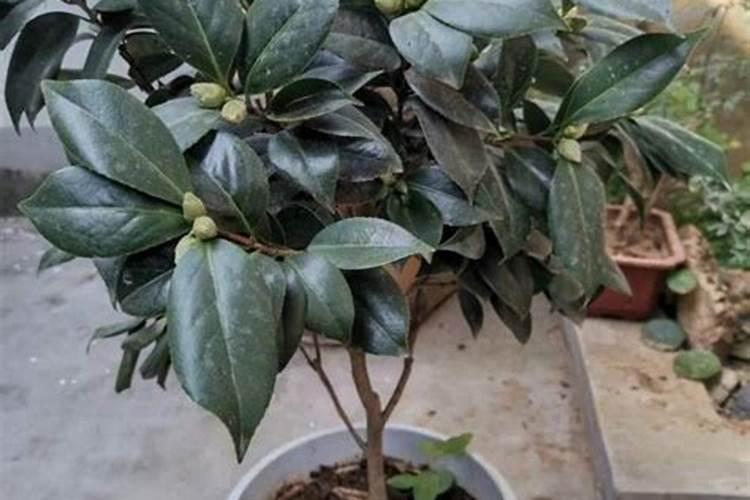 茶花的施肥方法