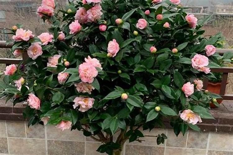 种植茶花怎么施肥(怎么给茶花施肥,茶花的施肥方法)