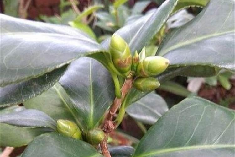 种植茶花怎么施肥(怎么给茶花施肥,茶花的施肥方法)