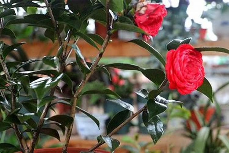 茶花怎么施肥啊