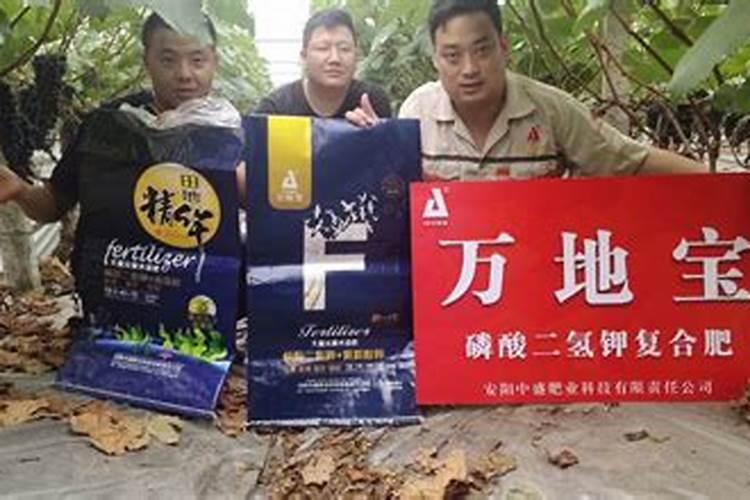 葡萄膨果肥用什么肥最好,葡萄的施肥时间是哪个时候