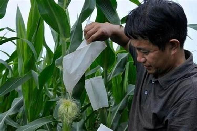 种植玉米,要什么时候打叶面肥合适？