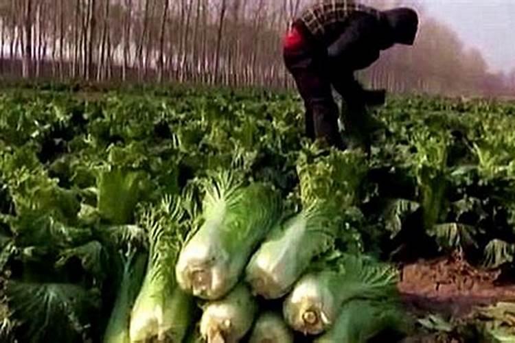 菜花怎样施肥,花长最大