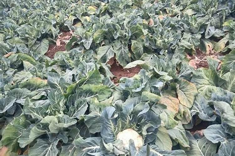 请问老师这个菜花是什么病