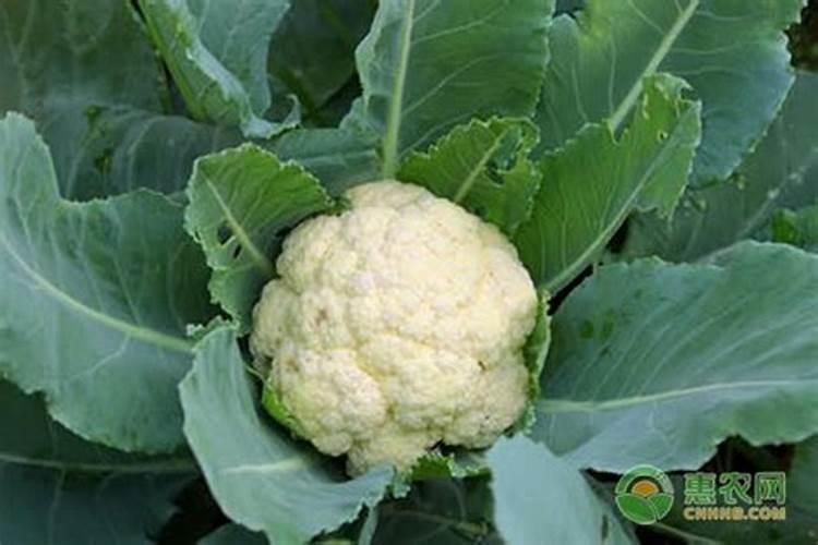 花菜结球后多久施一次肥