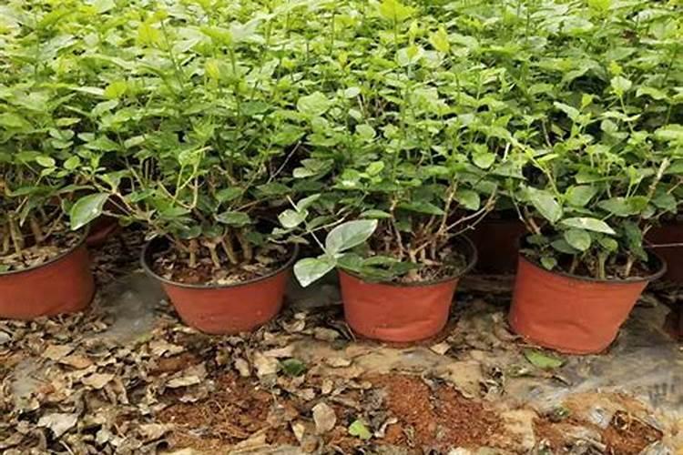 种白术用什么肥料最好