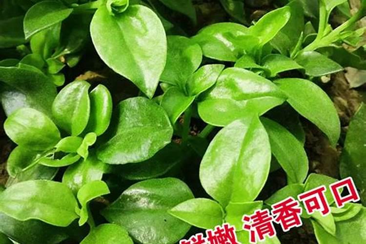 穿心莲怎么养,4个步骤教你养出茂盛的穿心莲