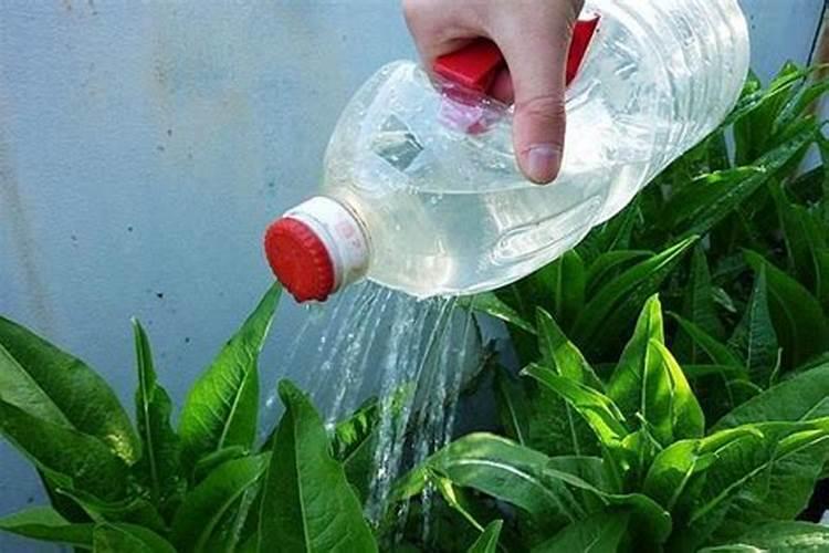 用磷酸二氢钾浇花时,一克磷酸二氢钾要兑多少水？