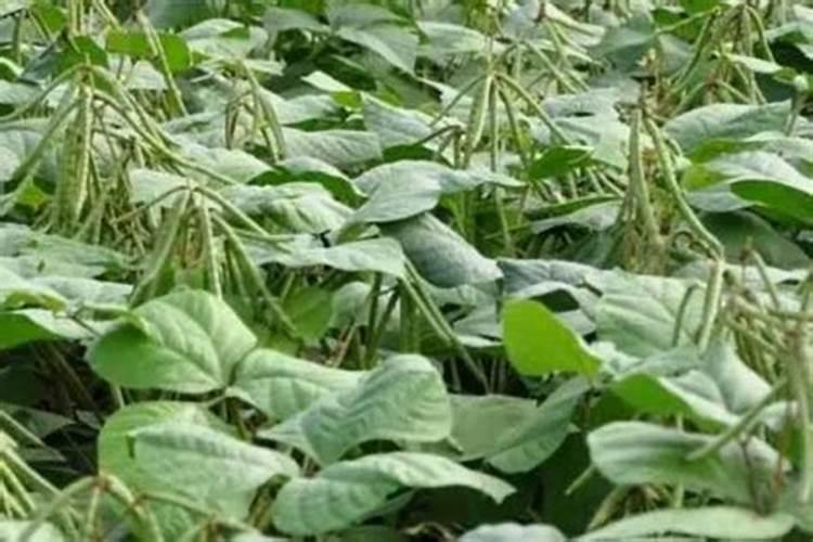 种绿豆用什么肥料好